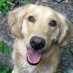 Honey the Golden Retriever is close up.