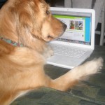 Honey the golden retriever dog looks at a blog.
