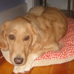 Honey the golden retriever takes a nap.