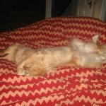 Honey the golden retriever sleeps in.