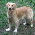 Honey the Golden Retriever hates daylight savings time.