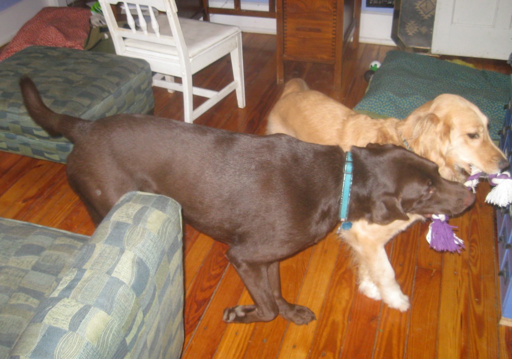 Honey the Golden Retriever plays with Mr. Handsome the Chocolate Lab.
