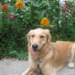 Honey the golden retriever poses with flowers.