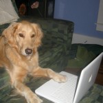 Honey the Golden Retriever looks at the laptop.