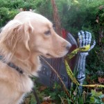 The dog worries about a scary fitness fail.