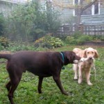 Honey the golden retriever has mixed emotions about playing tug with a chocolate lab.