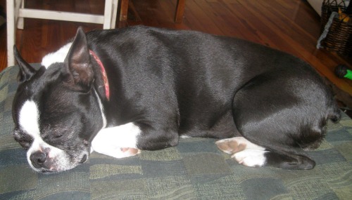 Boston terrier has no mixed emotions when she's asleep.