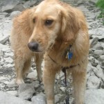 Honey the Golden Retriever is sad and wet.