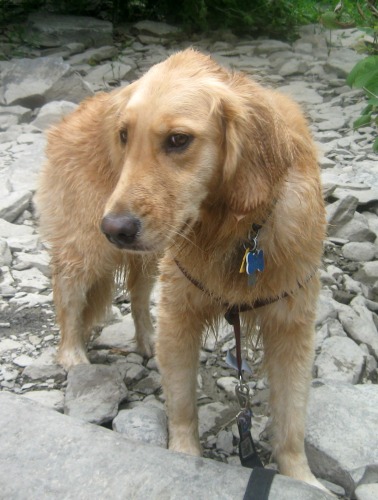 Wet Honey Honey the Golden Retriever is sad and wet.