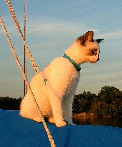 A sailing cat watches from a top the sailboat boom.