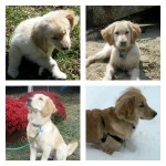My golden retriever puppy in spring, summer, fall, and winter.