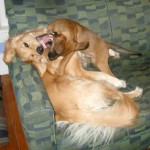 Honey the golden retriever plays bitey face with Scooter the foster puppy.