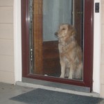 How does Honey the golden retriever know when we're coming home?