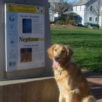 Honey the golden retriever is an easy dog.