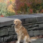 Honey the golden retriever has a lot to be thankful for.