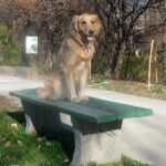 Honey the golden retriever sits on a park bench.