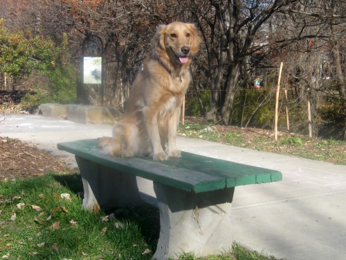 Honey the golden retriever sits on a park bench.