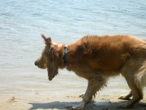 Honey the golden retriever shakes water out of her fur at the beach.