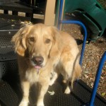 Honey the golden retriever gives cancer the paw by sticking out her tongue.