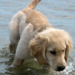 Honey the golden retriever goes swimming as a puppy.