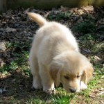 Honey was a perfect puppy.
