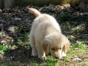 Honey was a perfect puppy.