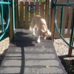Honey the golden retriever does her own dog sport gymnastics.