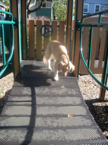 Honey the golden retriever does her own dog sport gymnastics.