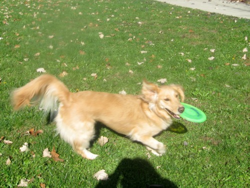 Honey the golden retriever shows off the dog sport of catching a flying disc.