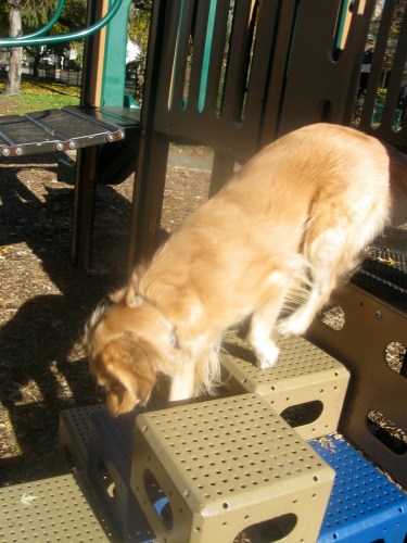 Honey shows off her dog sport gymnastics.