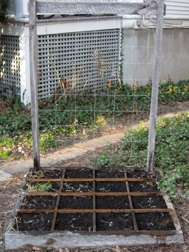 My square foot garden with spinach seedlings.