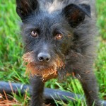 Rescue dogs are the best.
