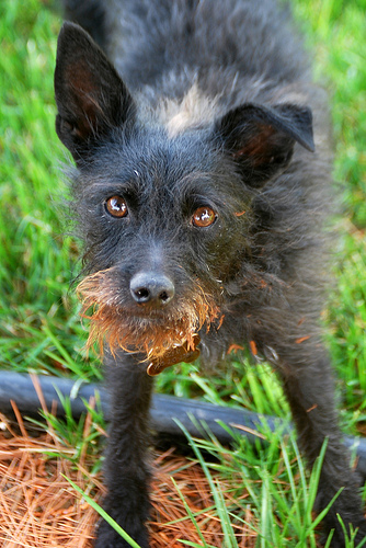 Rescue dogs are the best.