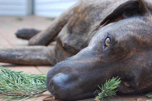 A rescue dog has found his home.