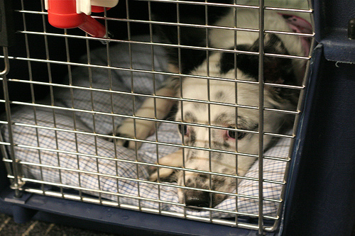 Rescue dog is sleepy after travel.