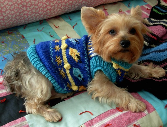 Download the pattern to knit your dog a Hanukkah sweater.