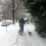 Pamela the pet blogger walking Honey the golden retriever and Ginny the foster dog.