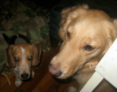 Ginny the foster dog with Honey the golden retriever. 