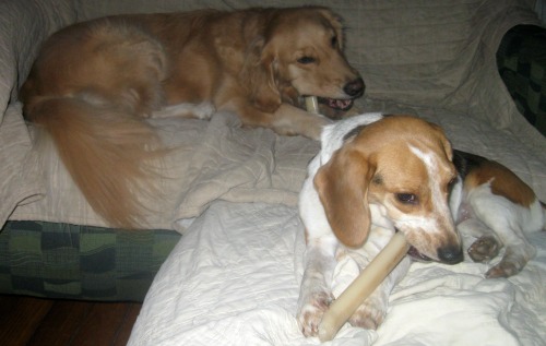 Honey and Ginny the foster dog chew their bones at Christmas.