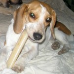 Ginny the foster dog beagle loves to chew bones.