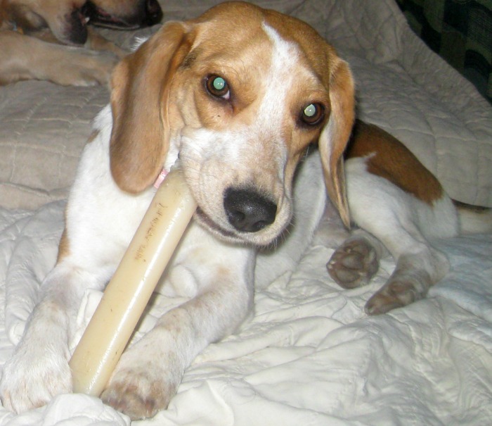 Ginny the foster dog beagle loves to chew bones.