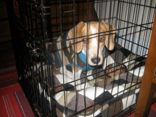 Ginny the foster dog eats in her crate.