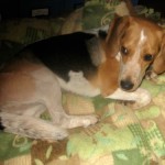 Ginny the foster dog gets physical therapy.