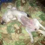 Ginny the foster dog shows her belly.