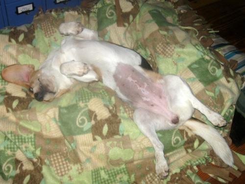 Ginny the foster dog shows her belly.