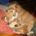 Honey the golden retriever makes allowances for the smaller size of her foster sister, Ginny.