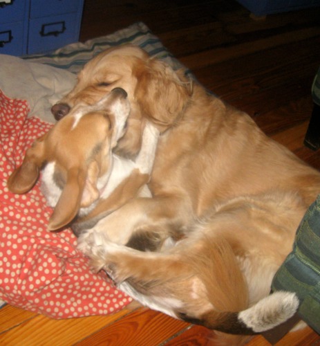 Honey the golden retriever makes allowances for the smaller size of her foster sister, Ginny.