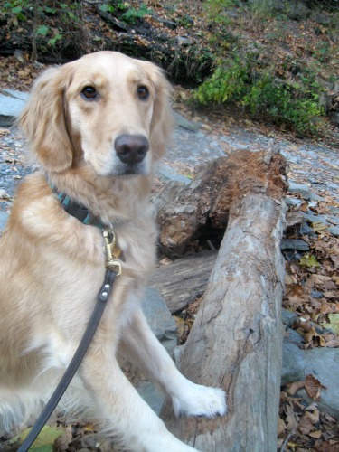 Honey the golden retriever jumps up on a log on a walk.