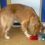 Honey the Golden Retriever looks for an eat-in kitchen in all real estate.