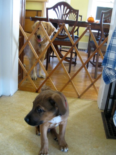 Dog separated from puppy by a baby gate in the doorway danger zone.